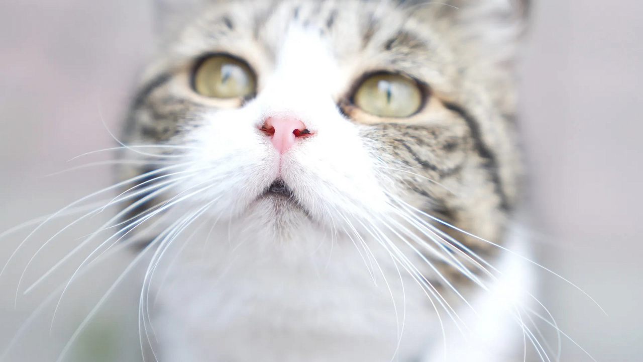 Первый в России pet-friendly санаторий появился в Белокурихе